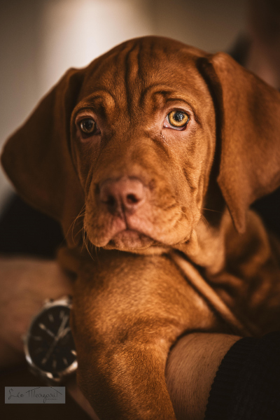 Vera the Dog